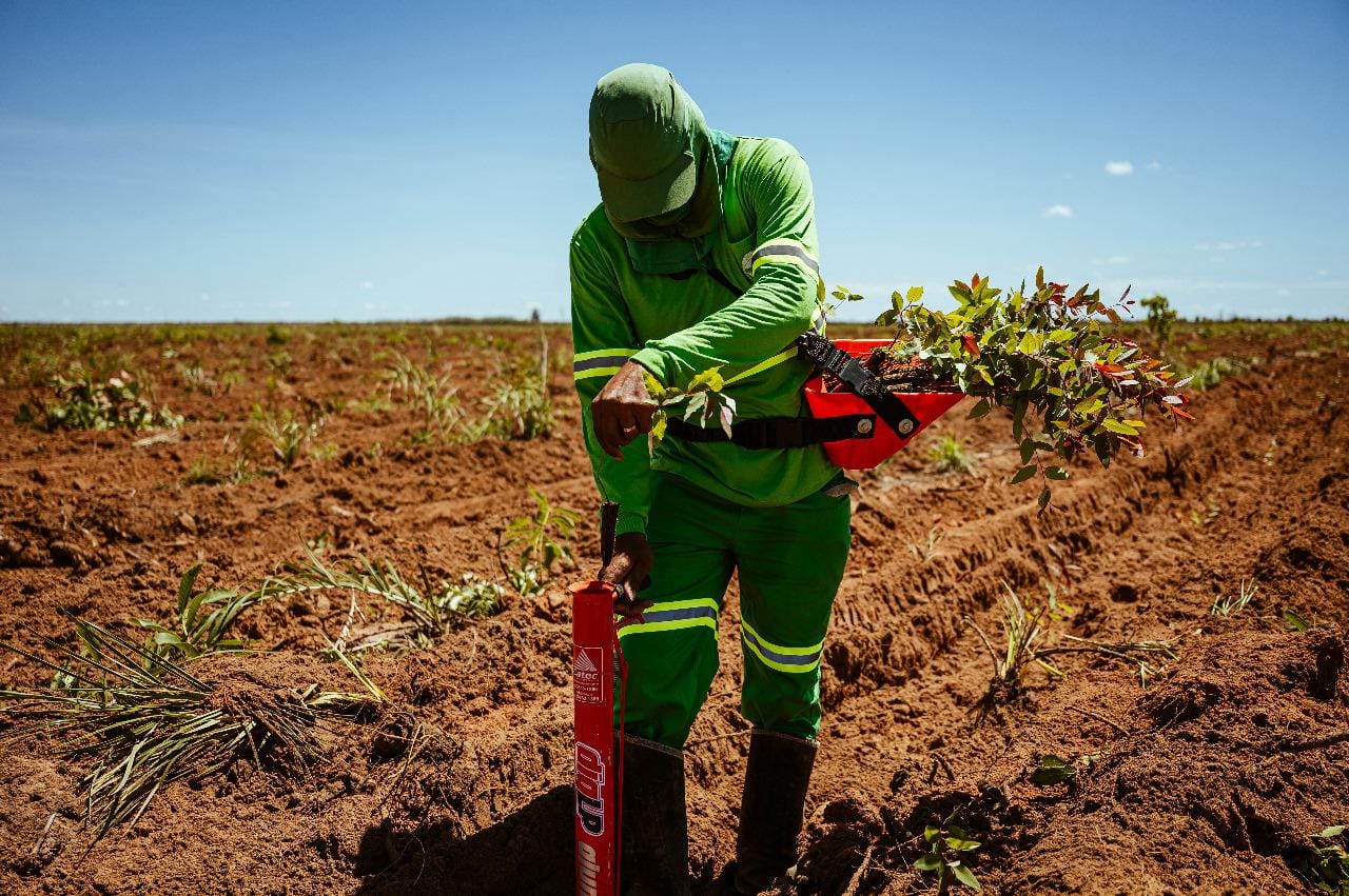 Técnicas de Manejo Florestal: Como Maximizar a Produtividade com Sustentabilidade