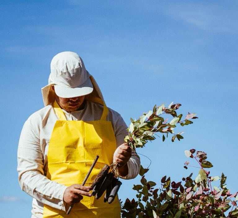 Gestão Agroflorestal: Como Alinhar Produtividade e Sustentabilidade