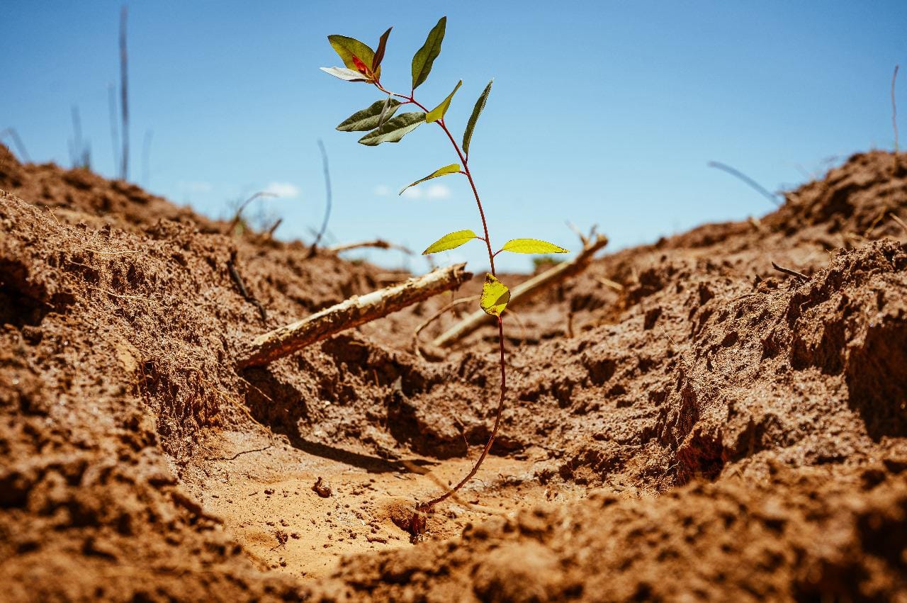 Boas Práticas no Setor Florestal: Como Garantir Eficiência e Sustentabilidade